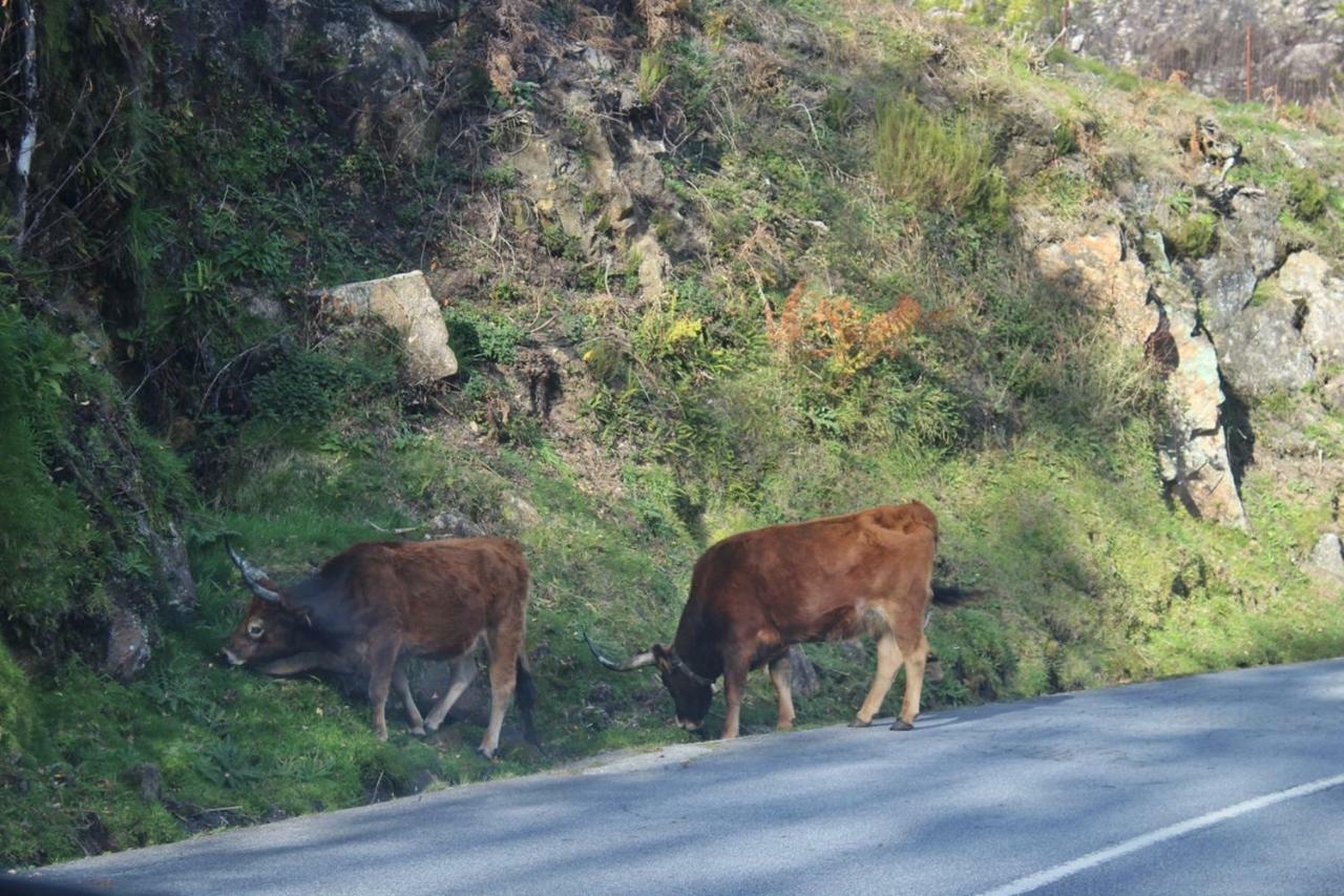 Casinha Da Raposeira Villa Soajo Luaran gambar